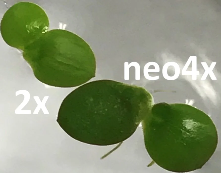 POLYPLOID(ポリプロイド) longcoatB Polyploidy — Turcotte Lab of Experimental Evolutionary Ecology
